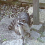 Raccoon