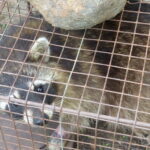 Raccoon in a box trap