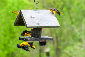 Orioles fighting at a bird feeder