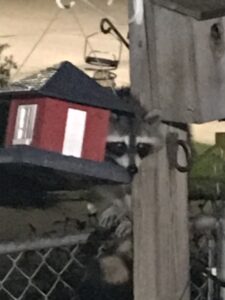 Raccoon at a feeder