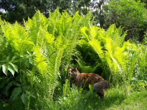 A cat in ferns