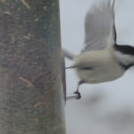 bird flying from a feeder
