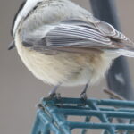 Bird of suet feeder