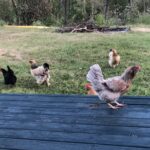 Free range chickens