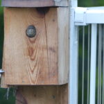 Baby wren looks out of the nest box.