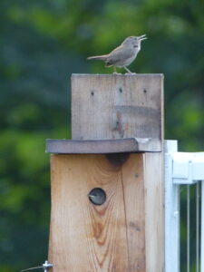 Parent Wren on Box