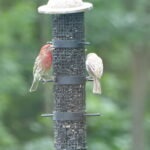 House Finches on feeder