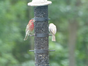 House Finches on feeder