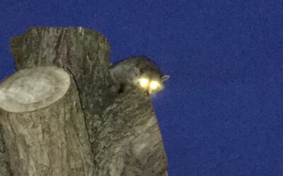 Raccoon Kerfluffle