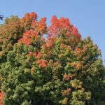 Trees turning color