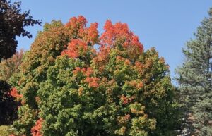 Trees turning color