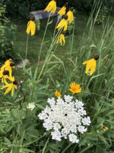 Coneflower and Queen Anne's Lace