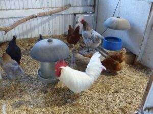 Chicken on Flock Block