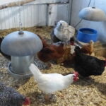 Chickens enjoy the Flock Block