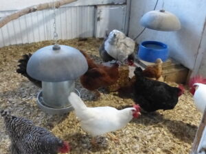 Chickens enjoy the Flock Block