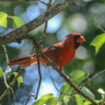 Male Cardinal in tree