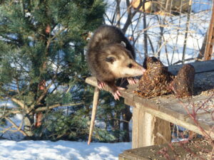 Opossum eating