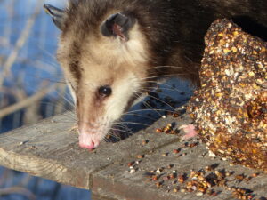 Possum eating birdseed.