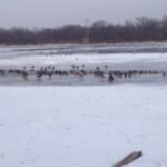 Ducks and geese on Mississippi River