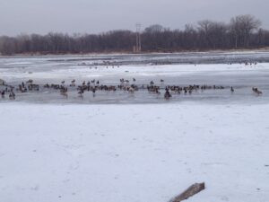 Ducks and geese on Mississippi River