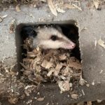 Opossum in cinder block