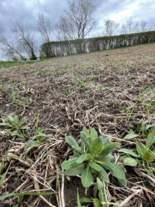 emerging plants