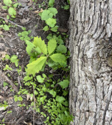 New Oak Signals Hope