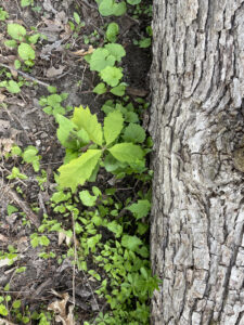oak seedling next to fallen log
