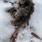 Dead mole in snow