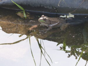 Frog in water