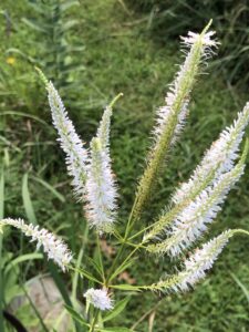 White spikes of Culver's Root