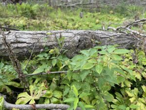 Berry canes among fallen logs