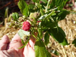 red raspberry plant