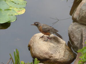 Newly fledged robin pausing for a drink