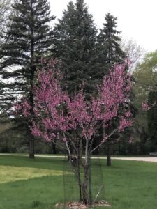 Peach Tree in Bloom