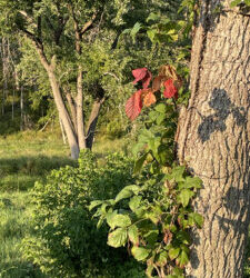 Beware the Siren Call of Poison Ivy’s Beauty