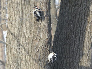 Two downy woodpeckers on a tree trunk