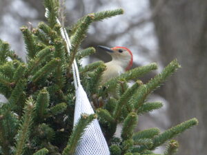 Red bellied in Evergreen tree