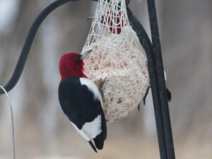 Redheaded woodpecker on a suet ball
