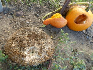 holes in pumpkin