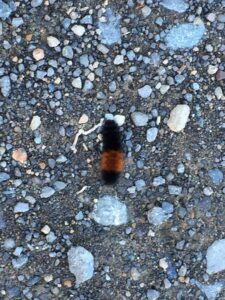 Orange and black stripes of a woolly bear