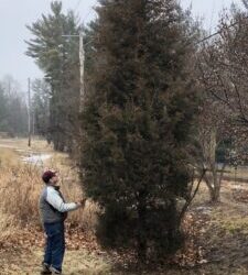 How Hardy is the Eastern Red Cedar?