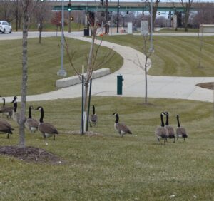 Geese on grass and goose poop