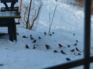 Birds on snow