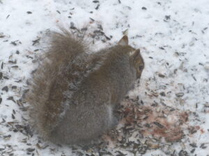 Squirrel burying nut