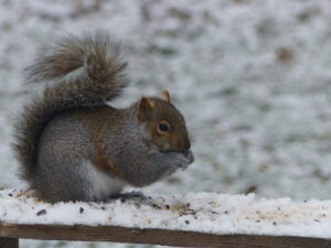 Bushy Tail on Squirrel