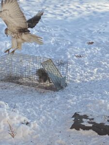 Red-Tail hawk Flies at squirrel trap