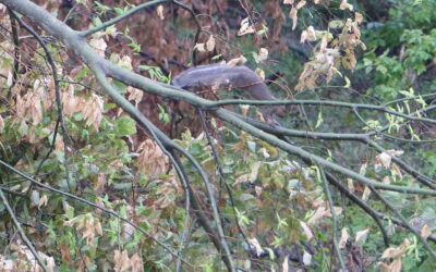 Furless Tailed Squirrels Revisited