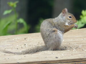 Furless tail on squirrel