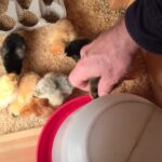 Putting chick's beak in waterer.